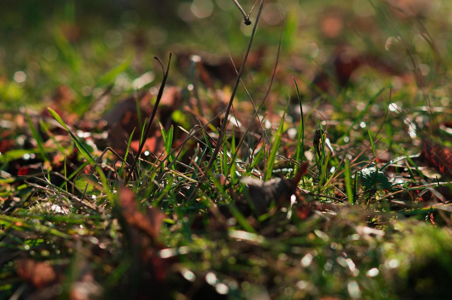 frisches grünes Gras im Frühjahr foto