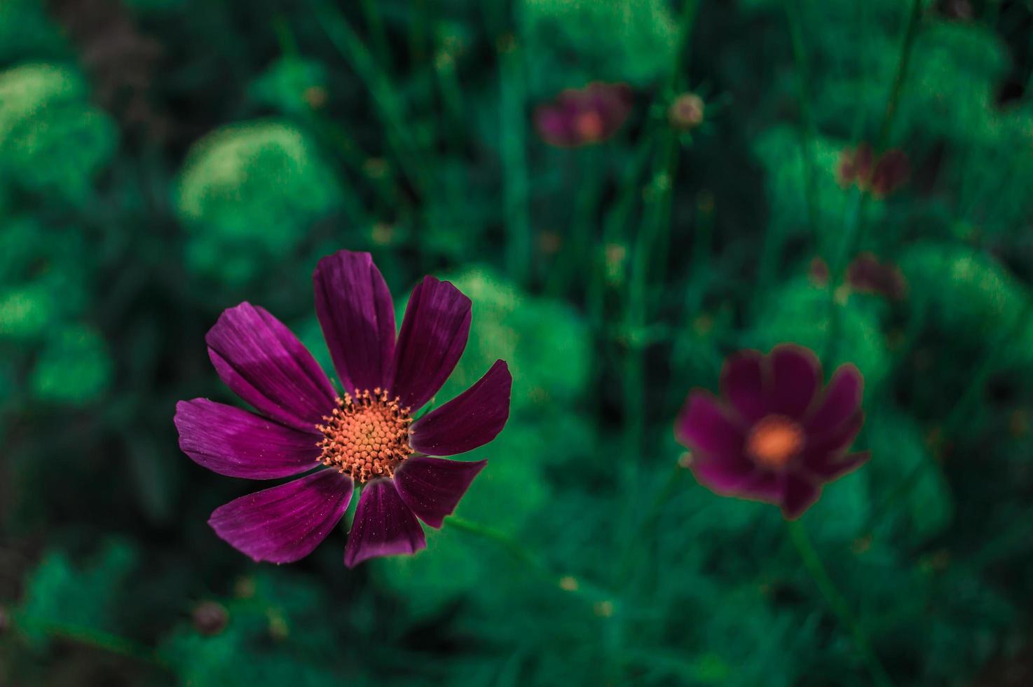 mexikanische rosa Aster foto