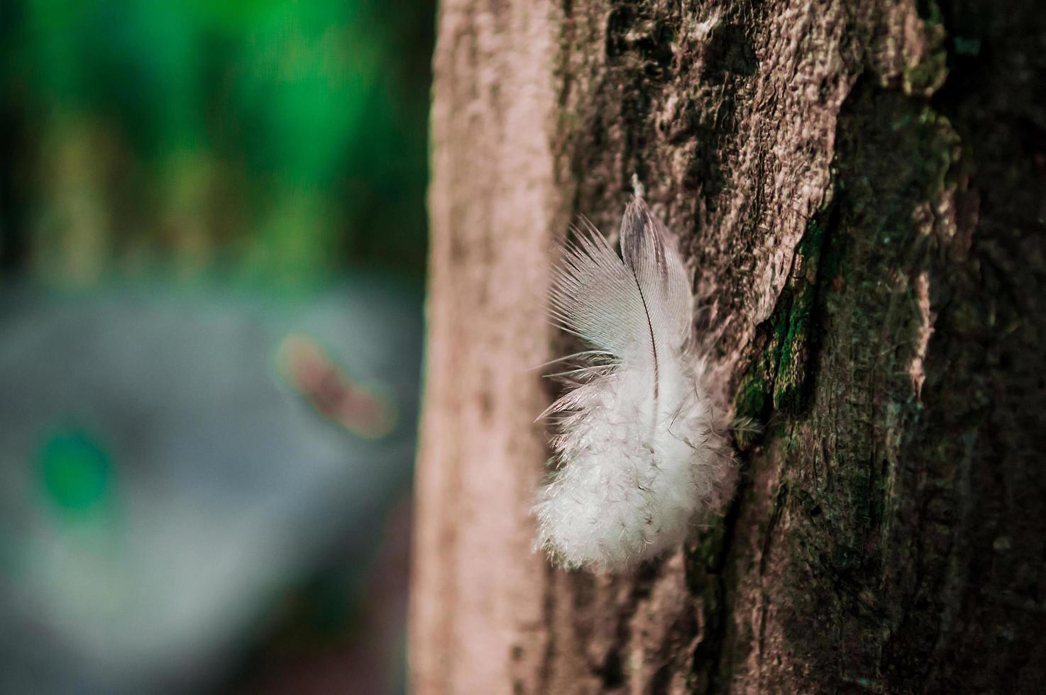 weiße Feder am Baum foto