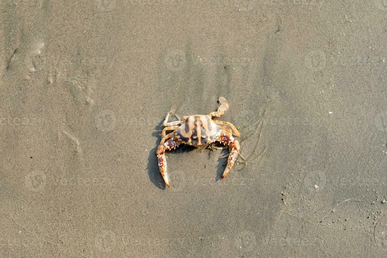 süß rot Krabbe auf das sandig Strand. Krabbe schwebend beim niedrig Tide foto