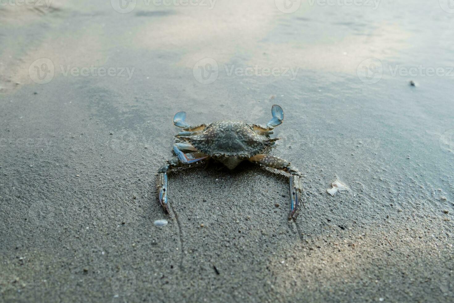 Blau Krabbe schwebend auf das Strand. schwebend Krabben beim niedrig Tide foto