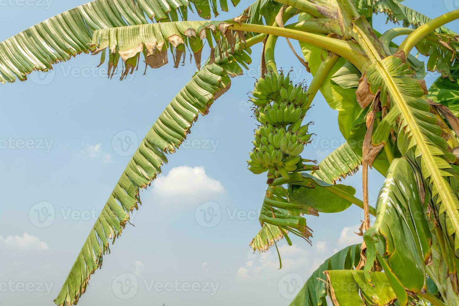 Banane Obst im draussen Garten foto