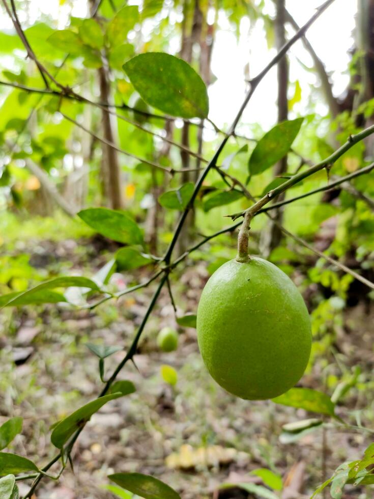 Grün Zitrone hängend auf ein Baum. Nahansicht von frisch Grün Limette im verschwommen Garten Hintergrund. frisch Grün Zitrone Baum. foto