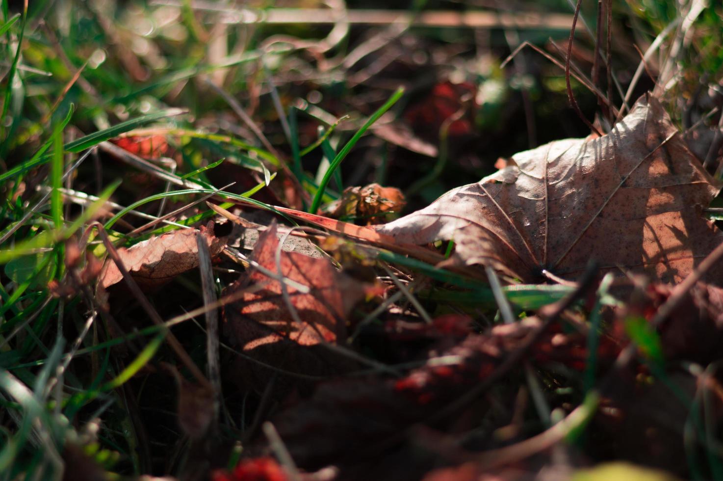 frisches grünes Gras im Frühjahr foto