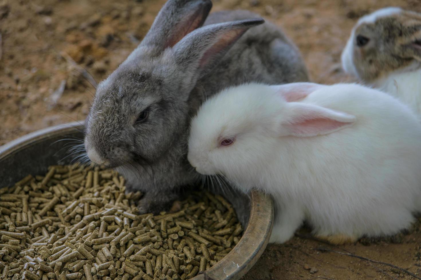 Kaninchen Hase Ostern foto