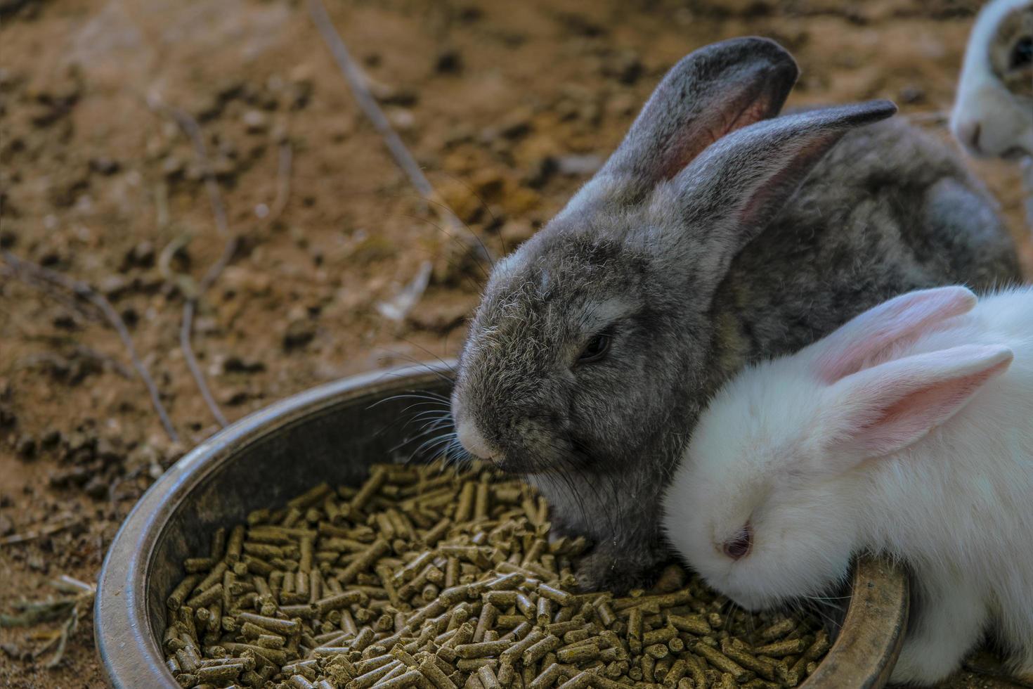 Kaninchen Hase Ostern foto