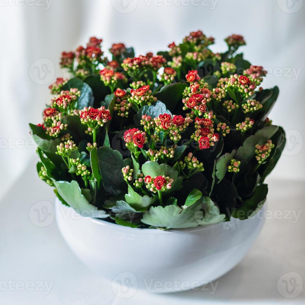 bunte Lantana Camara Blumenpflanze im weißen Topf foto