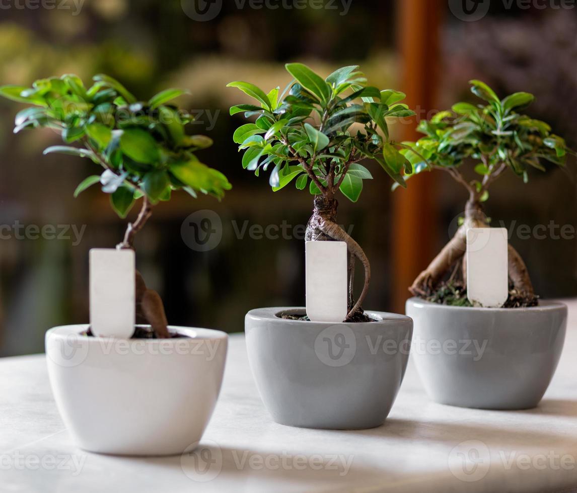 Ginkgo Bonsai Baum in den Töpfen foto