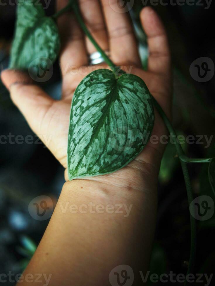 scindapsus pictus exotisch Silber könnte und Silber Spritzen Leafe mit Herz foto