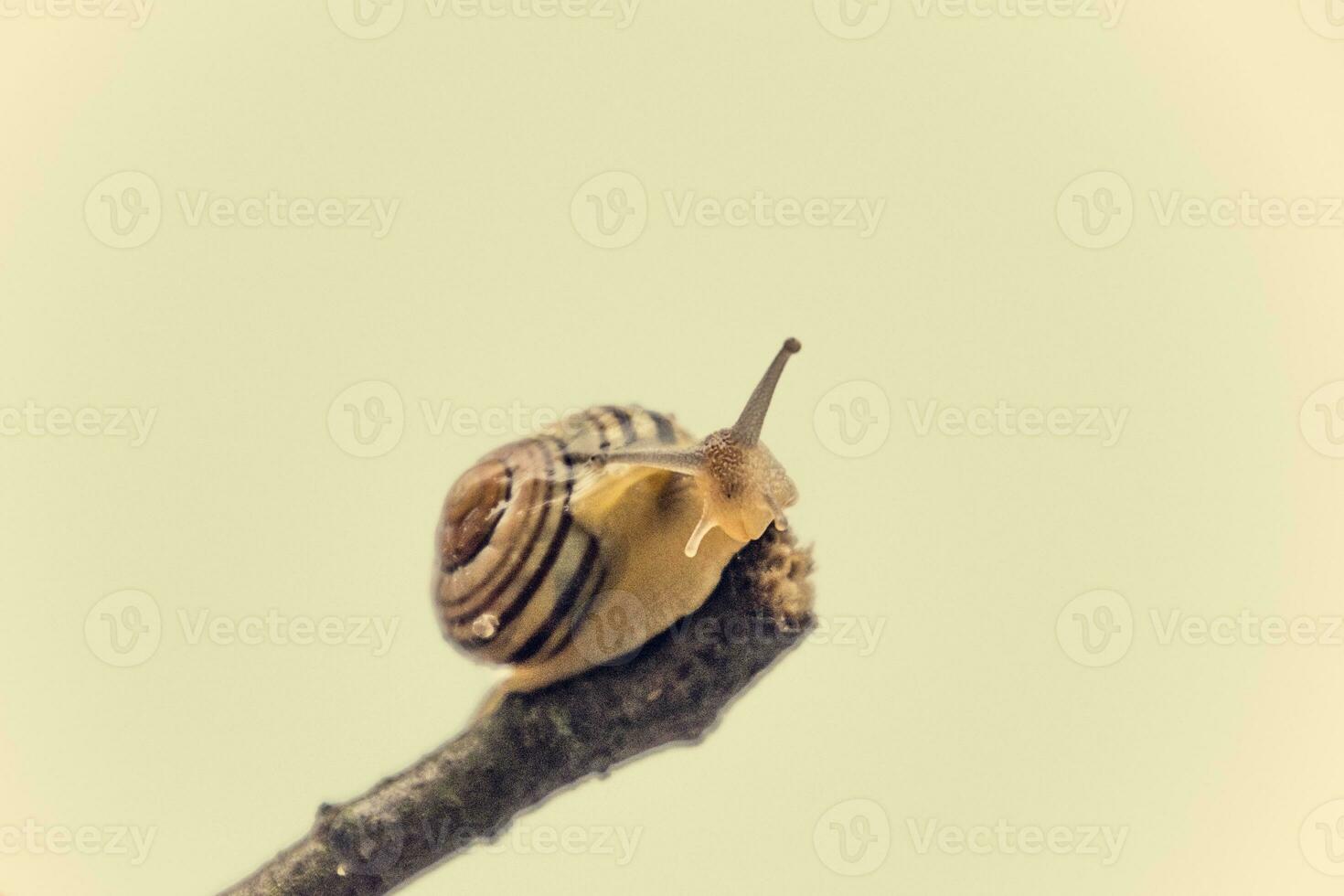 wenig Beige Schnecke mit ein Schale Klettern auf ein Stock auf ein Licht Sahne Hintergrund foto