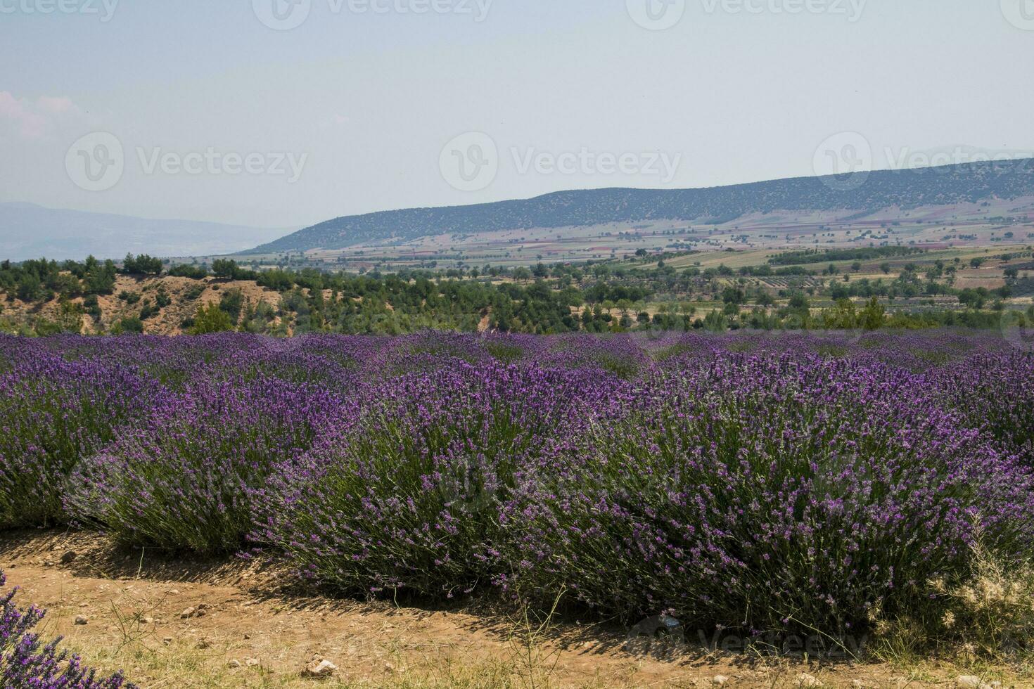 duftend Lavendel wachsend auf das Türkisch Feld im das heiß Sommer- Juli Sonne foto