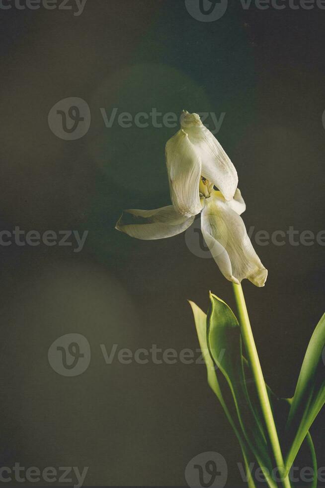 Weiß Frühling Tulpe Blume mit Grün Blätter auf dunkel Hintergrund foto