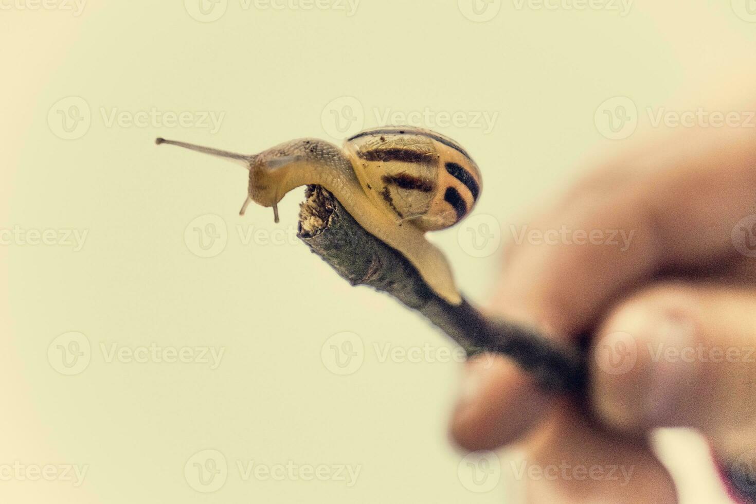 wenig Beige Schnecke mit ein Schale Klettern auf ein Stock auf ein Licht Sahne Hintergrund foto