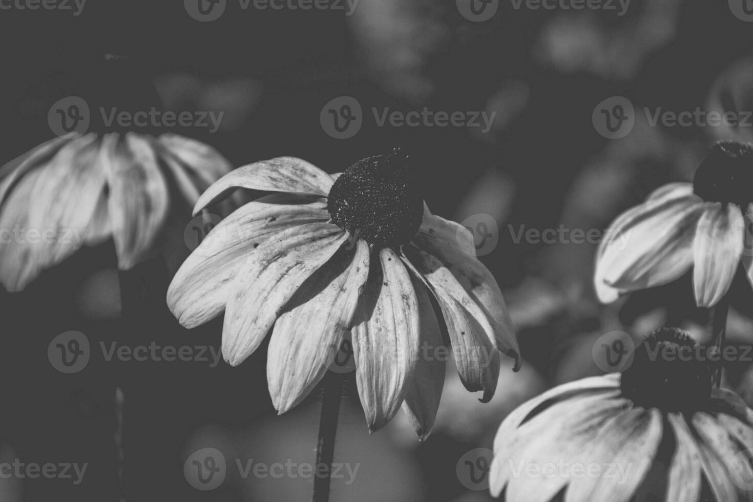 Gelb Blumen im das Garten im das warm Sommer- Sonne, foto