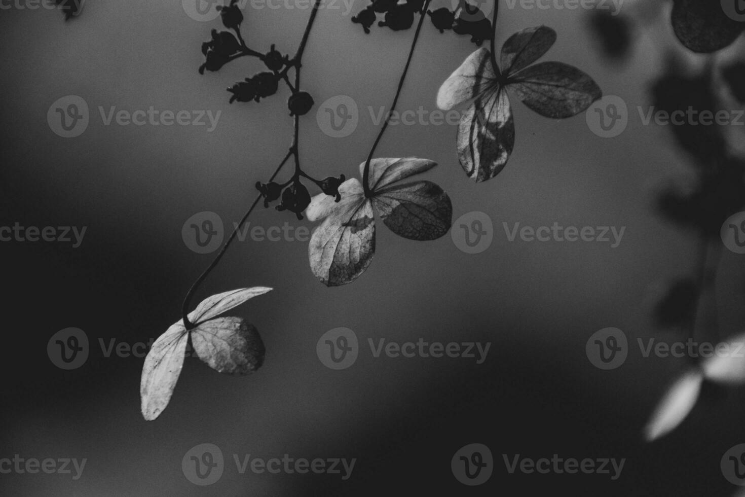 zart Vergessene braun Blumen im ein dunkel Herbst Garten foto