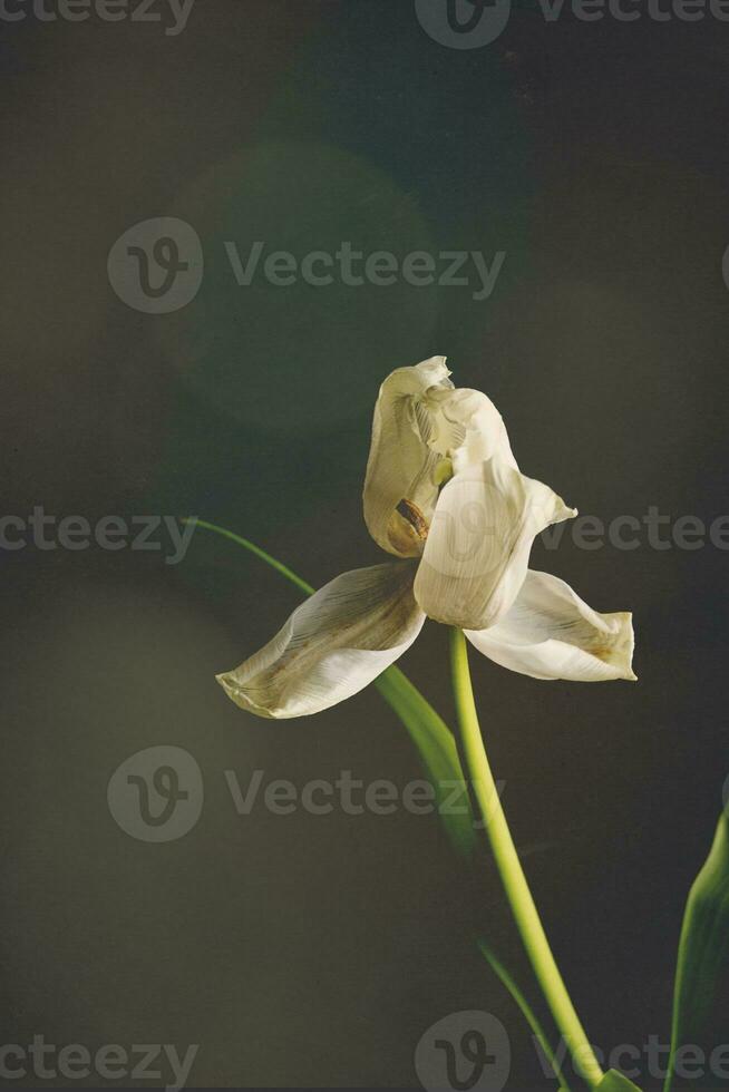 Weiß Frühling Tulpe Blume mit Grün Blätter auf dunkel Hintergrund foto