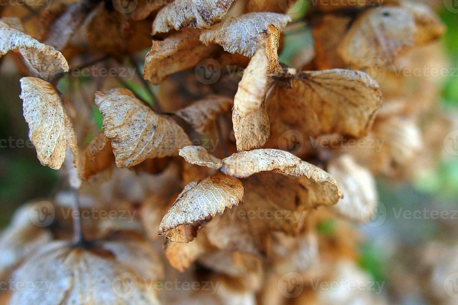 trocken zuletzt Jahre Hortensie wachsend im das Frühling Garten unter Grün Blätter foto