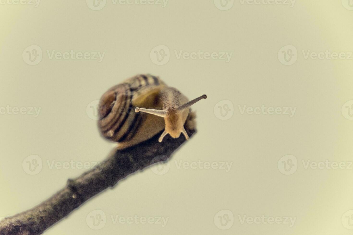 wenig Beige Schnecke mit ein Schale Klettern auf ein Stock auf ein Licht Sahne Hintergrund foto