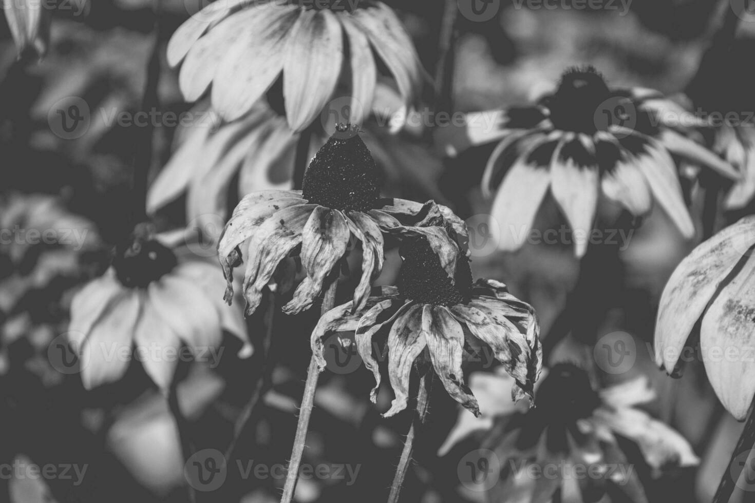 Gelb Blumen im das Garten im das warm Sommer- Sonne, foto