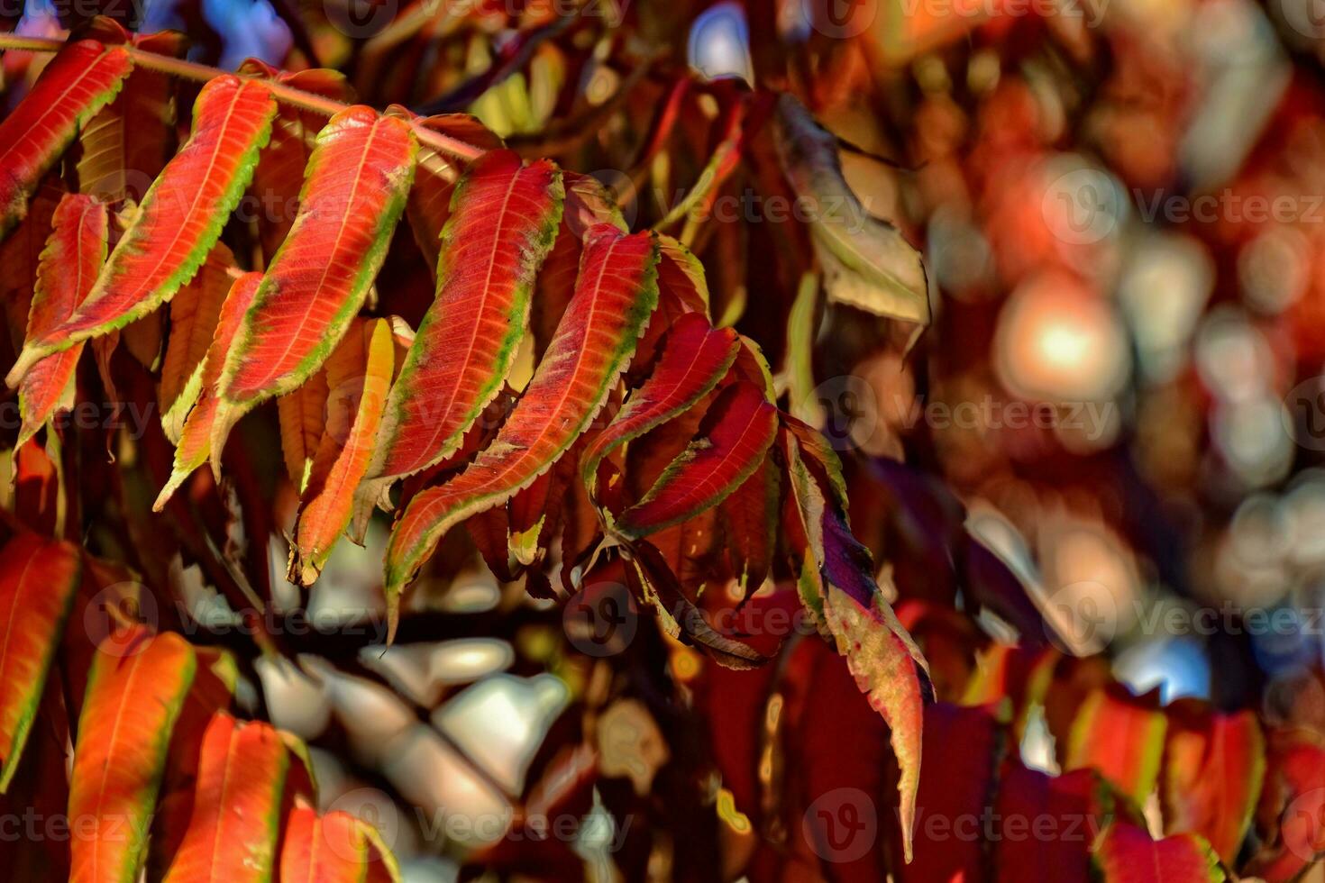 rot Blätter Bildung ein interessant und Original Herbst Hintergrund auf ein sonnig Tag foto