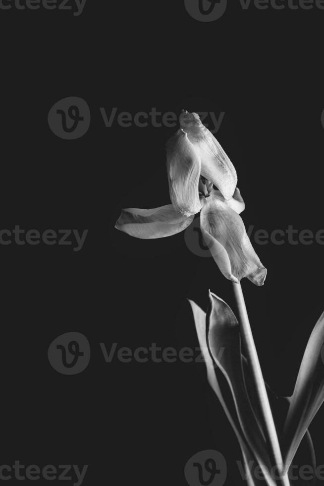 Weiß Frühling Tulpe Blume mit Grün Blätter auf dunkel Hintergrund foto