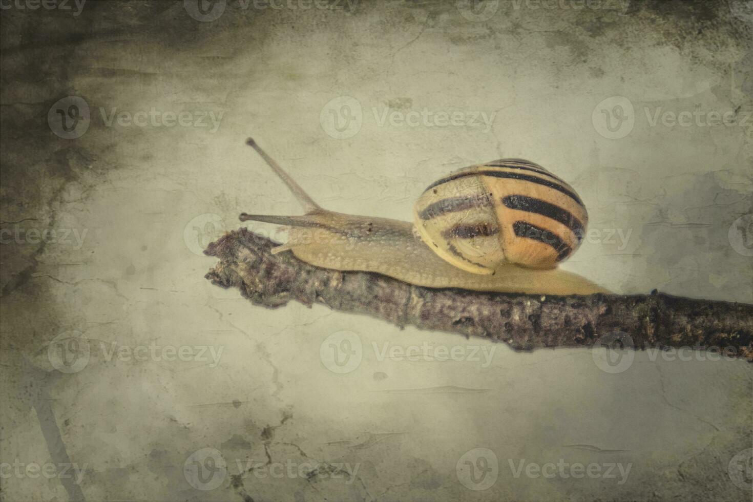 wenig Beige Schnecke mit ein Schale Klettern auf ein Stock auf ein Licht Sahne Hintergrund foto