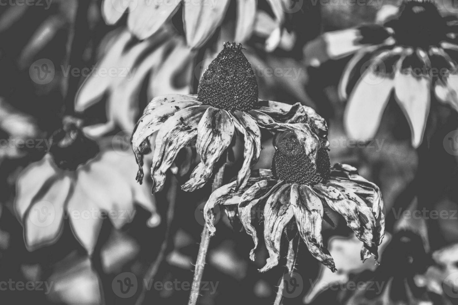 Gelb Blumen im das Garten im das warm Sommer- Sonne, foto