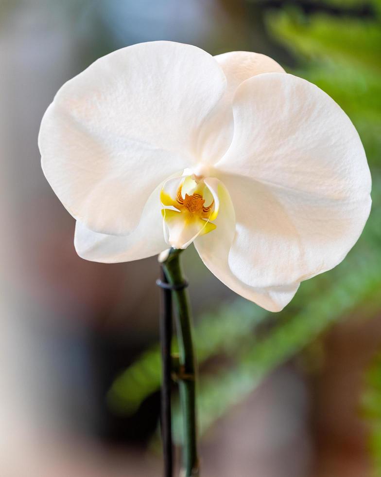 Phalaenopsis große Singolo Orchidee Nahaufnahme foto