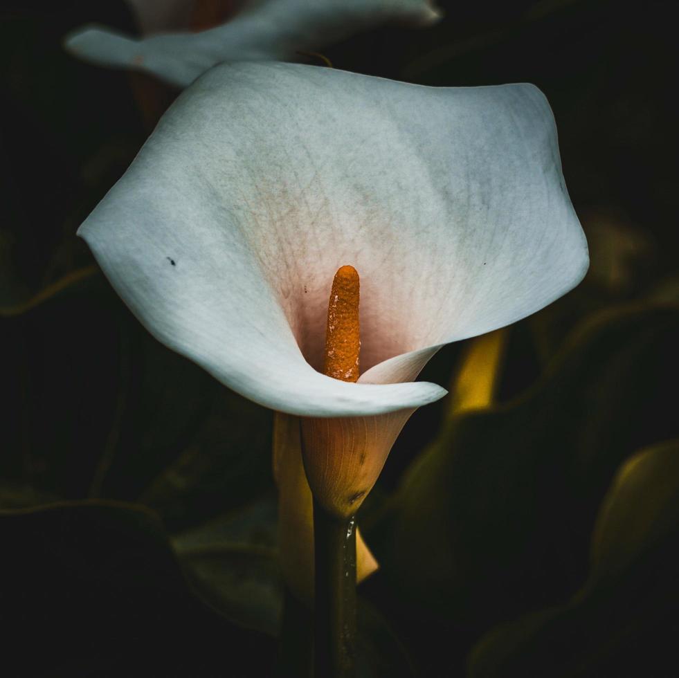 schöne Lilie Calla Blume im Garten in der Frühlingssaison foto