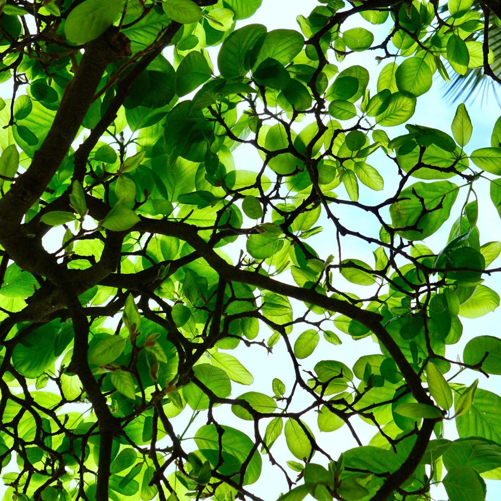grüne Baumblätter in der Frühlingssaison, grüner Hintergrund foto