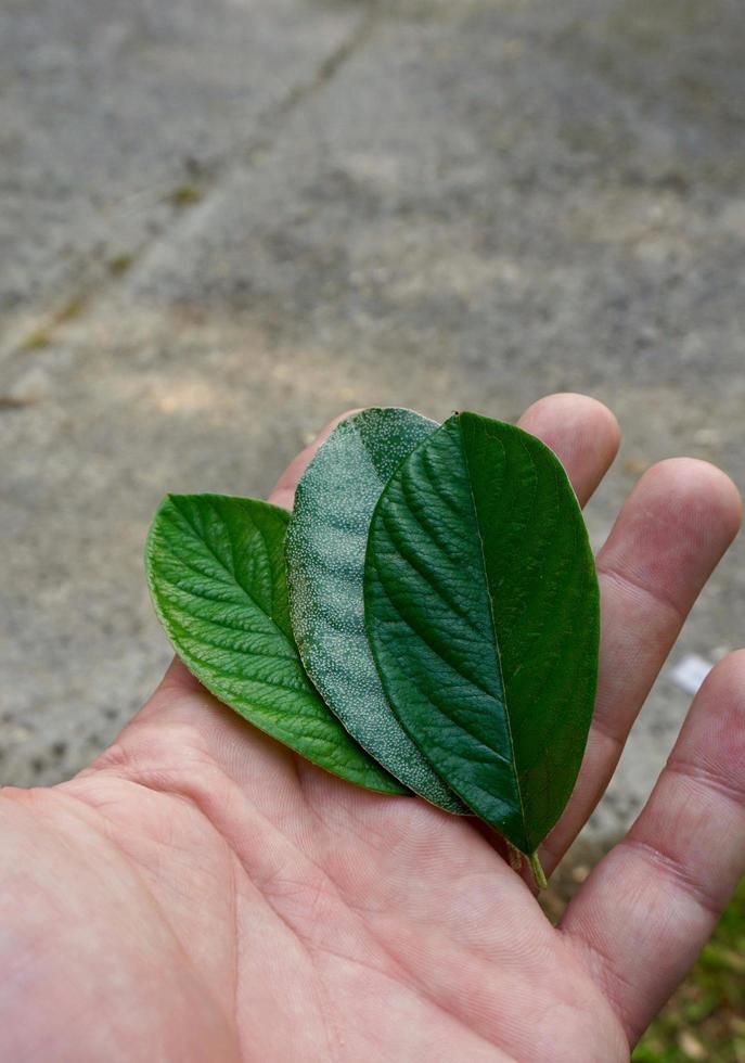 Hand mit einem grünen Blatt in der Frühlingssaison foto