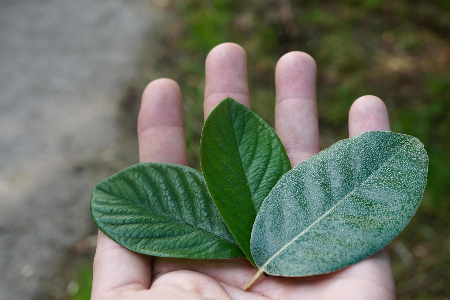 Hand mit einem grünen Blatt in der Frühlingssaison foto