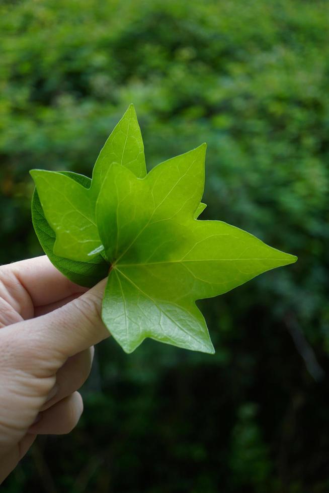 Hand mit einem grünen Blatt in der Frühlingssaison foto