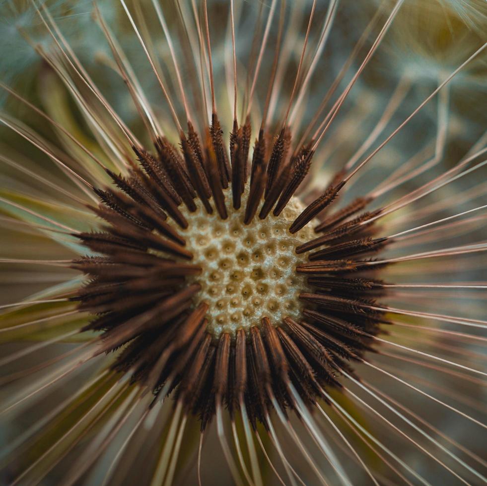 schöne Löwenzahnblume in der Frühlingssaison foto