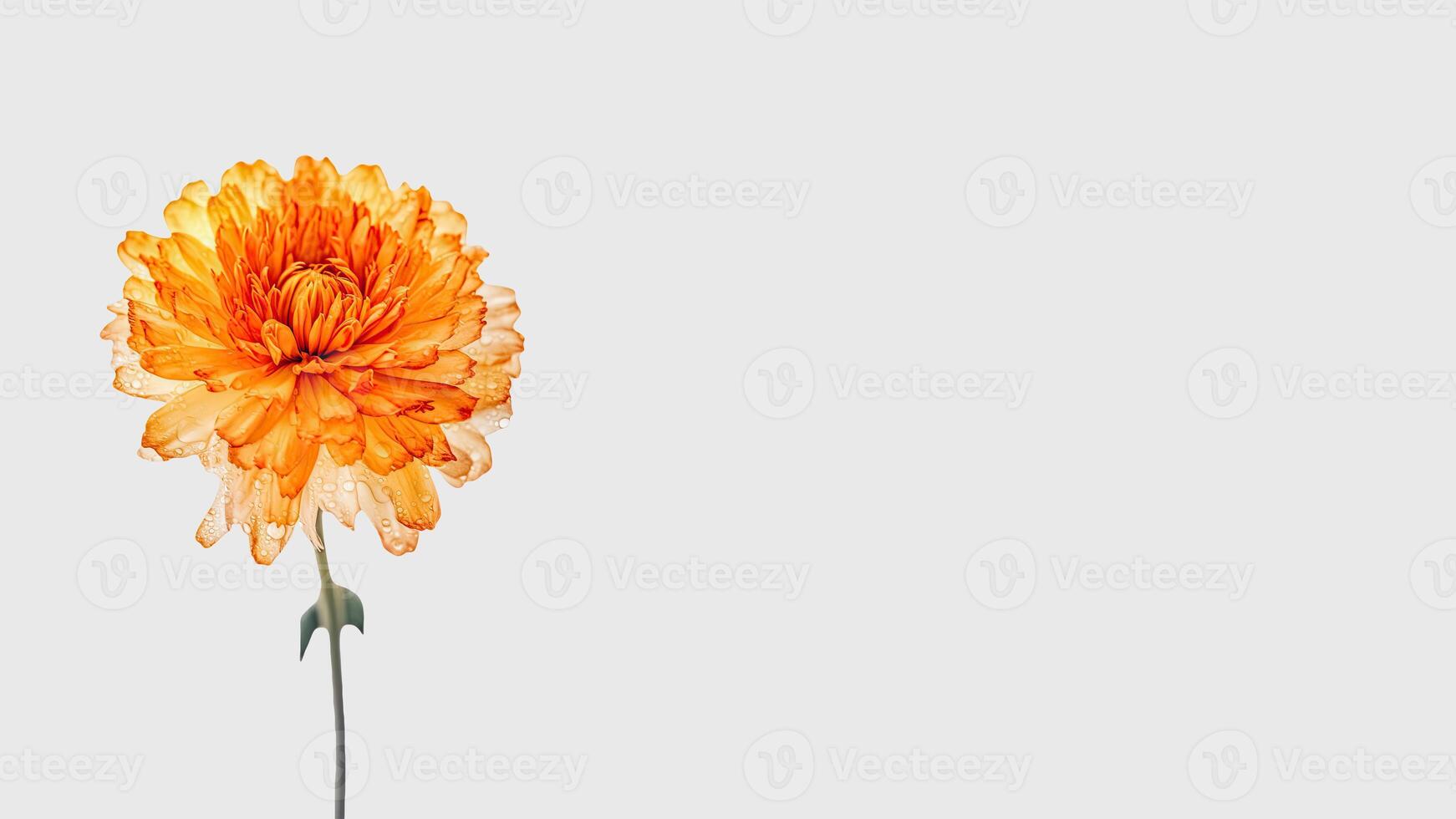 Wasser Tröpfchen Orange Nelke Blume isoliert auf Weiß Hintergrund und Raum zum Botschaft. generativ ai. foto