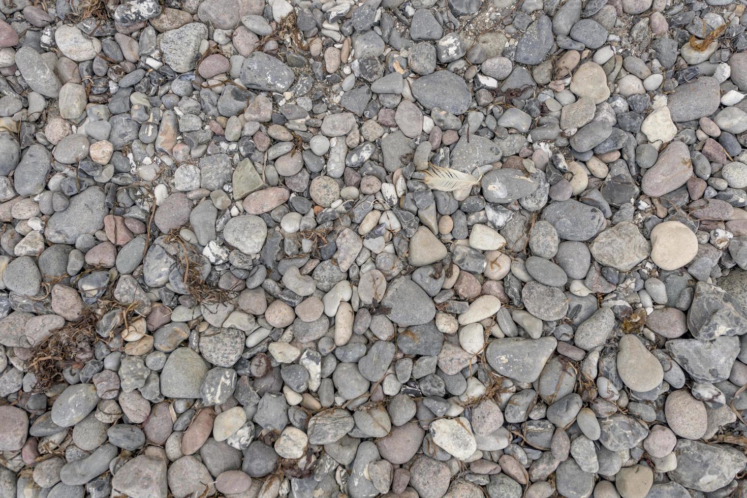 graue Kieselsteine am Meeresstrand mit getrockneten Seegras- und Algenablagerungen foto