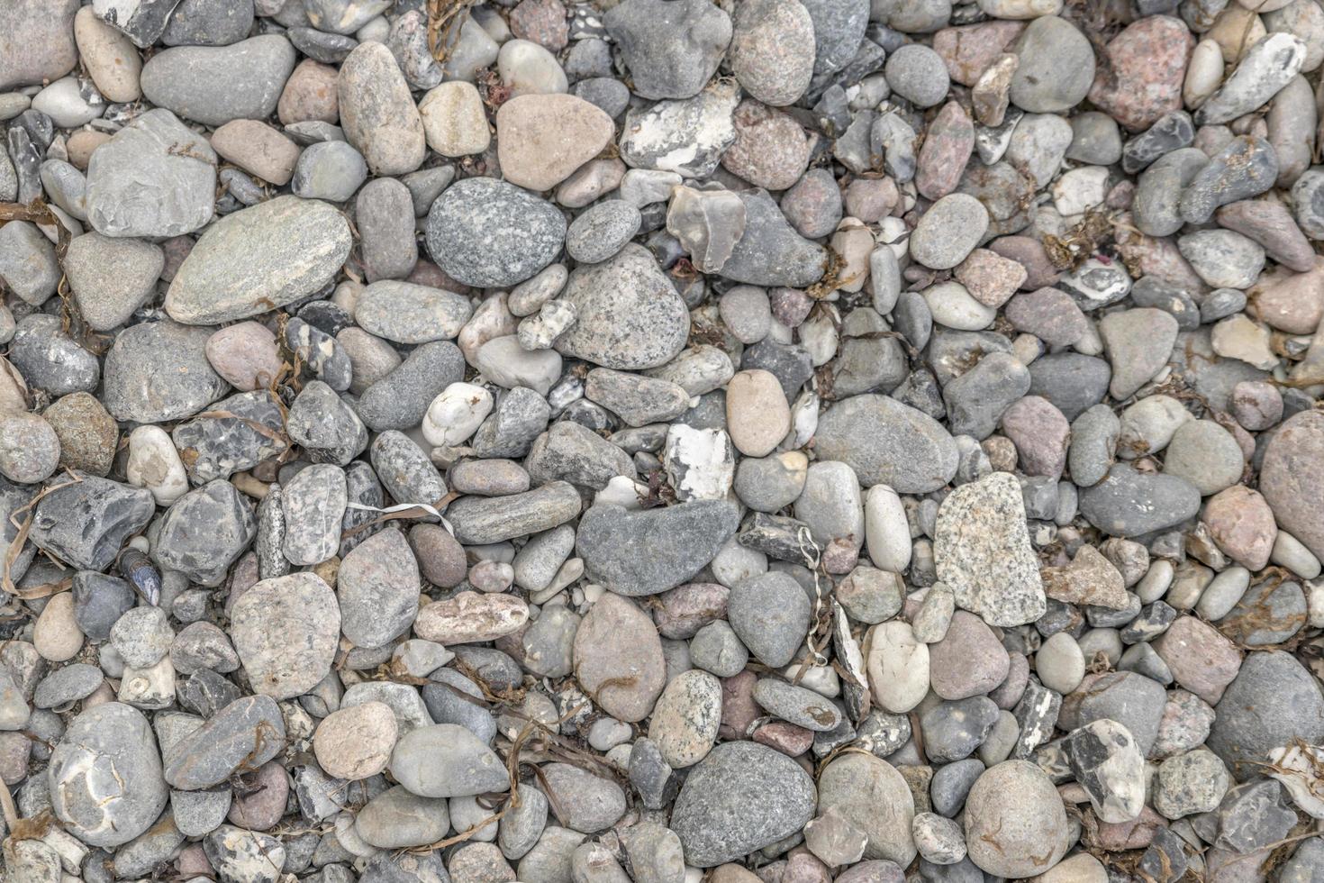 graue Kieselsteine am Meeresstrand mit getrockneten Seegras- und Algenablagerungen foto