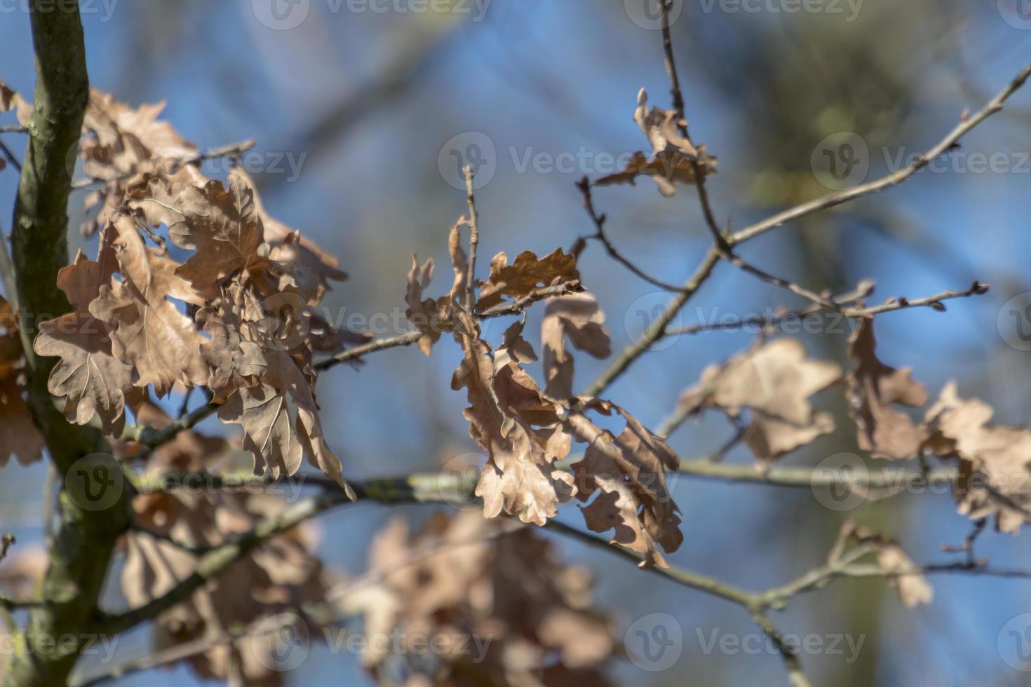braune Herbstblätter Eichenblätter vor blauem Himmel foto