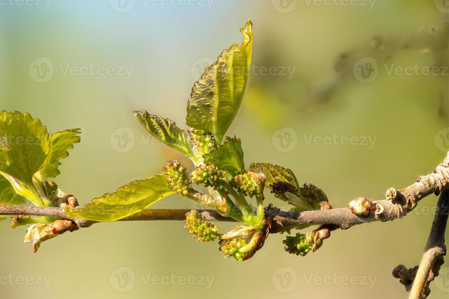 Makroaufnahme der Blatt- und Blütenknospen der schwarzen Maulbeere foto
