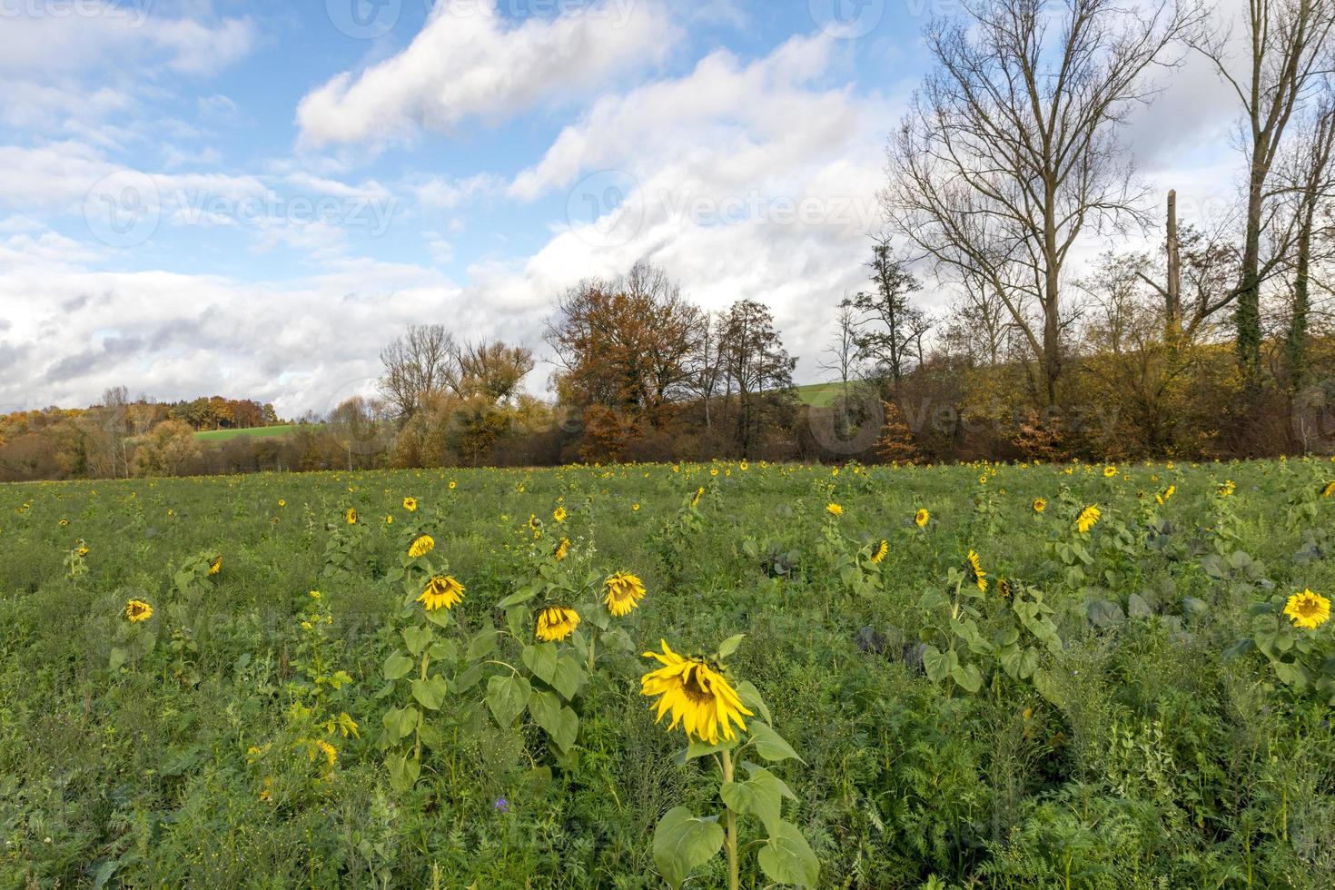 geerntetes Feld mit Sonnenblumen als Gründüngung mit Wolken vor blauem Himmel gepflanzt foto