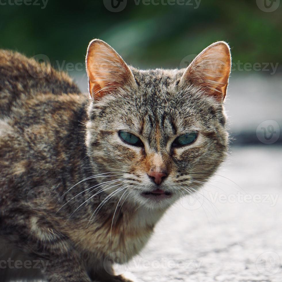 schönes graues streunendes Katzenporträt foto