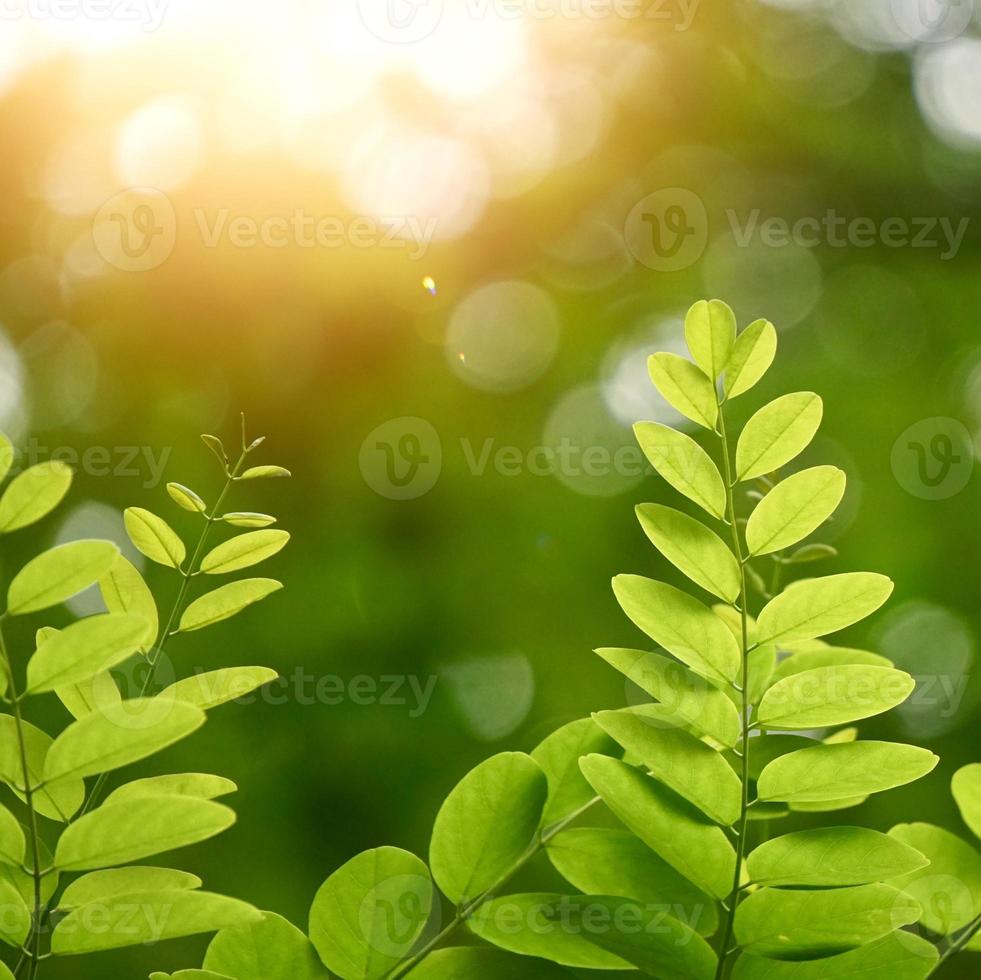 grüner Baum verlässt im grünen Hintergrund der Frühlingssaison foto