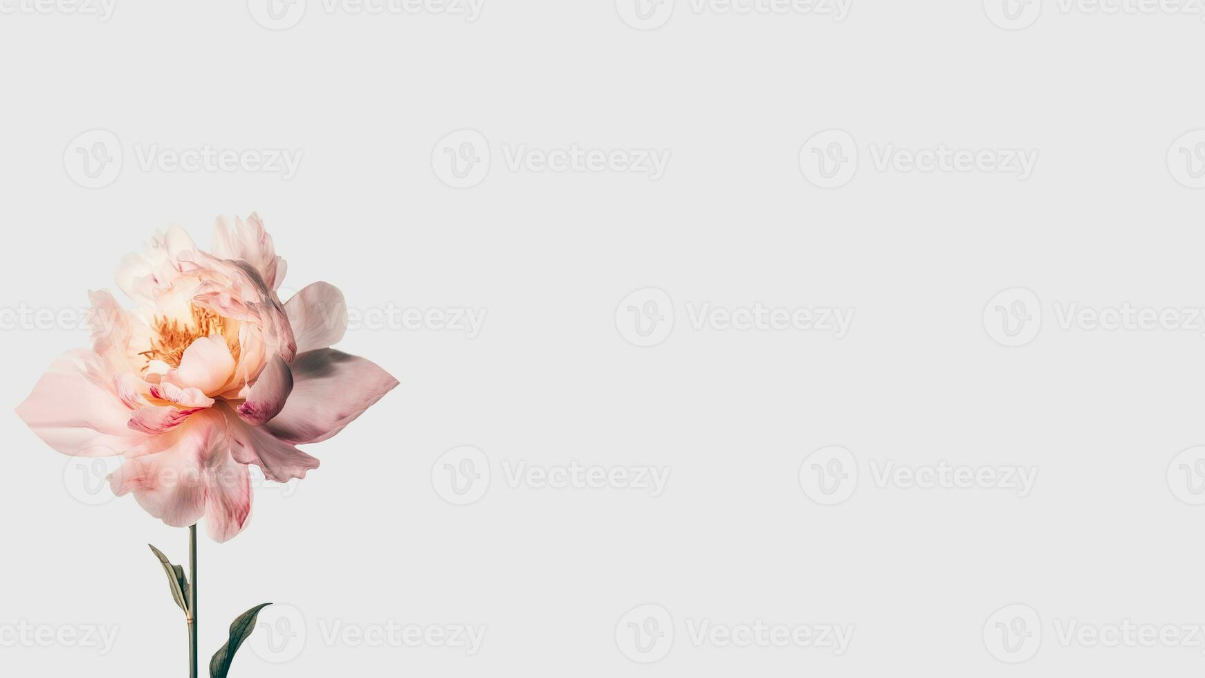 schön Sanft Rosa Pfingstrose Blume isoliert auf Weiß Hintergrund und Raum zum Botschaft. generativ ai. foto