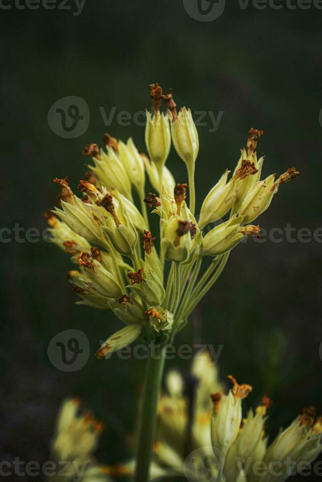 schließen oben künstlerisch Fotografie von verbreitet Schlüsselblumen Primel veris im blühen auf dunkel Gras verschwommen Hintergrund foto