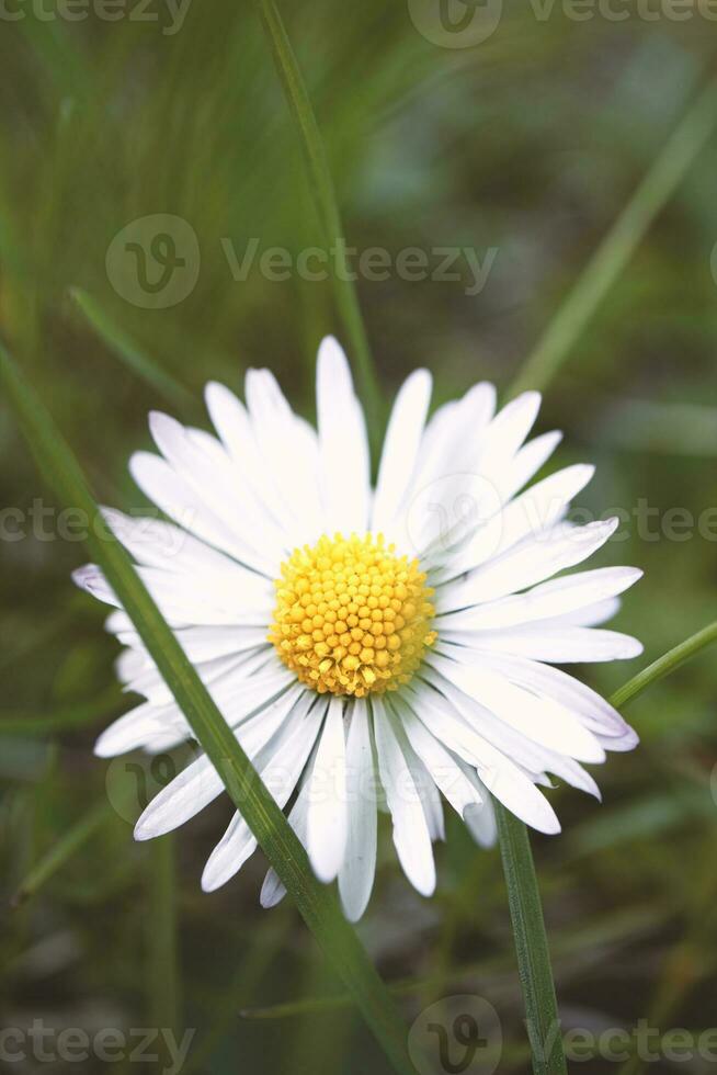 Nahansicht von verbreitet Gänseblümchen im lange Grün Gras im ein Wiese foto