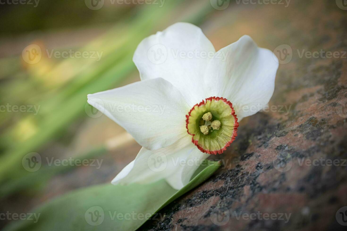 ein Weiß Narzisse Blume mit Gelb Center Lügen auf braun Marmor Stein Bokeh bewirken foto