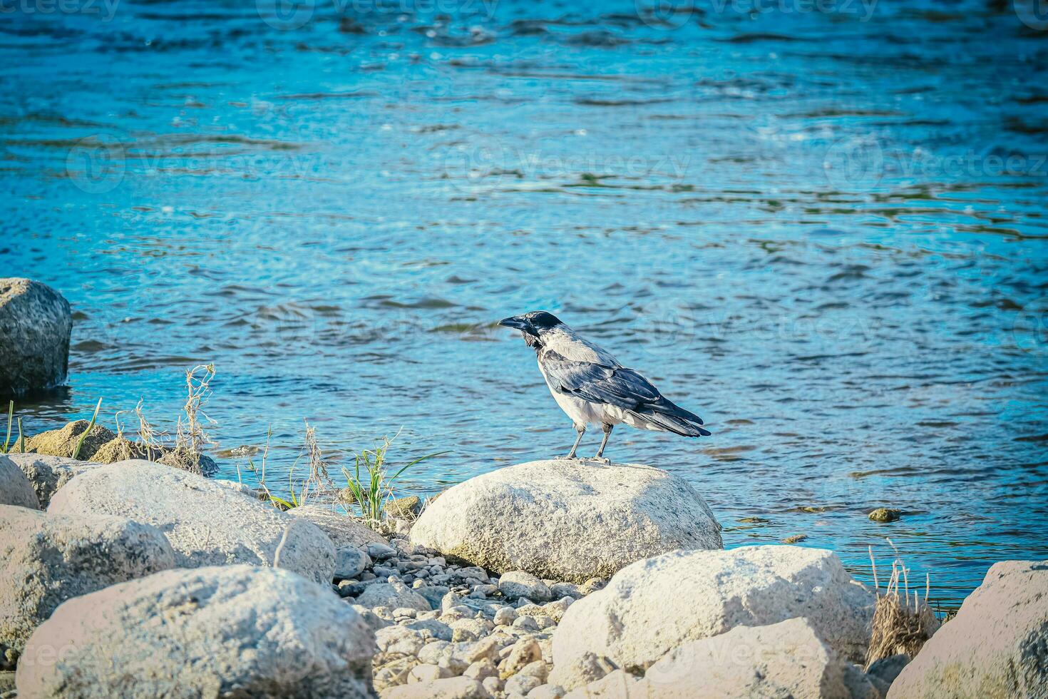 groß Krähe mit schwarz Schwanz Sitzung auf trocken Felsen in der Nähe von das Blau Fluss Wasser foto