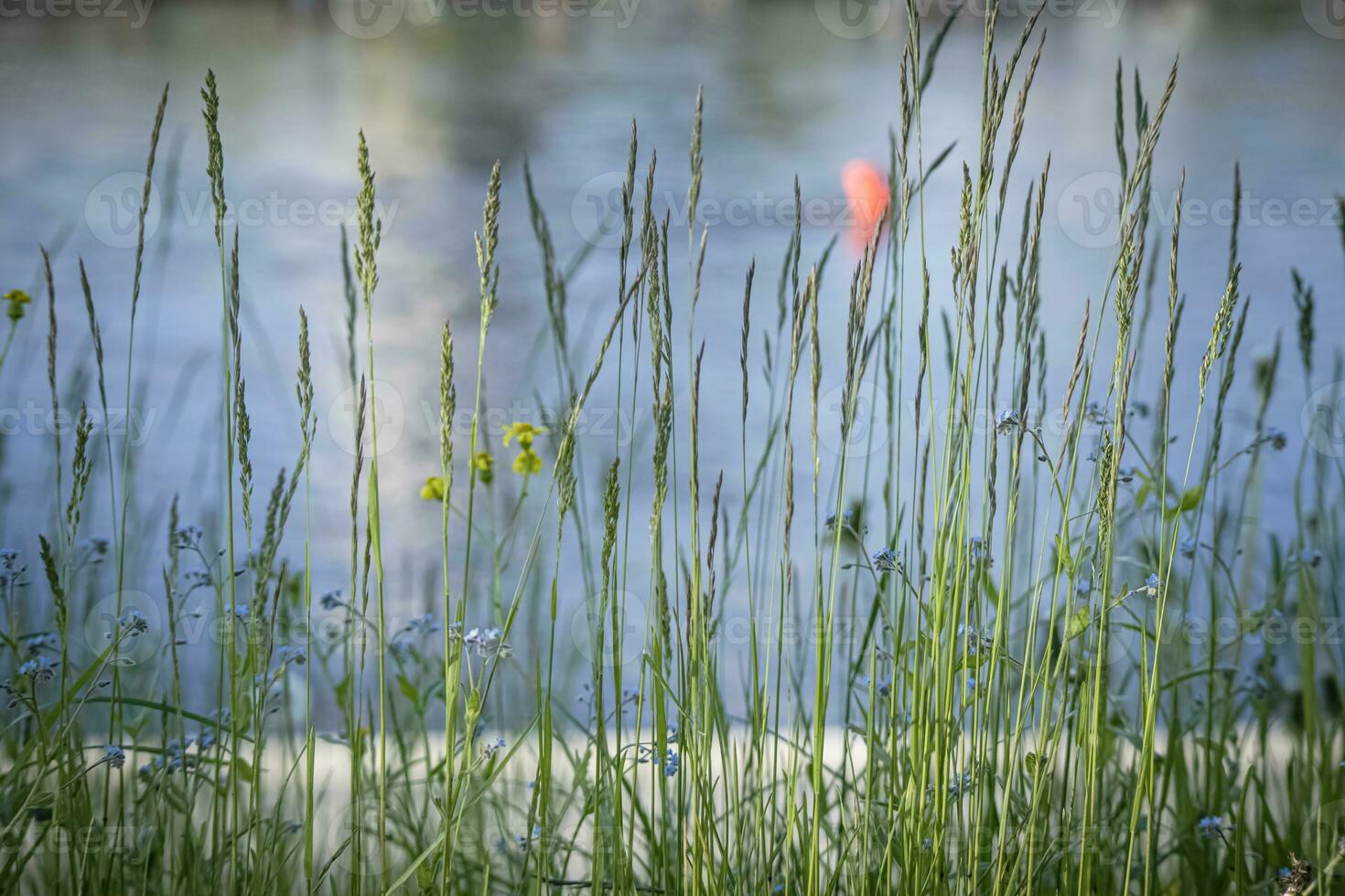 lange Gras mit sichtbar winzig Gelb und Blau Blumen geschlossen und öffnen auf Blau Wasser Hintergrund foto