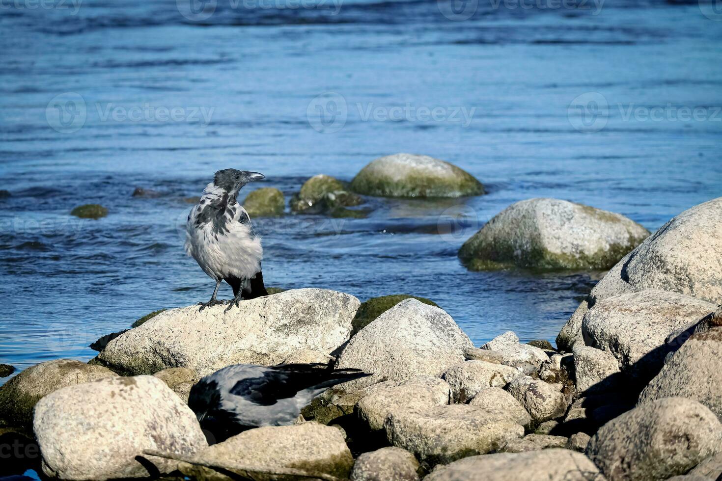 zwei Krähen mit schwarz Schwänze Sitzung auf trocken Felsen in der Nähe von das Blau Fluss Wasser auf sonnig Tag foto