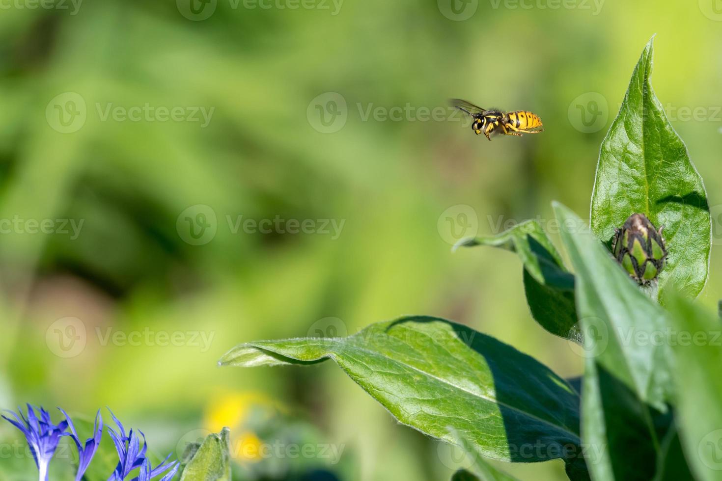 Kornblumenknospe mit fliegender Wespe vor grünem unscharfem Hintergrund foto